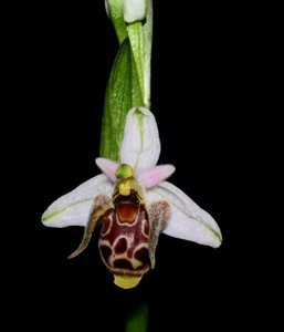 Ophrys apifera