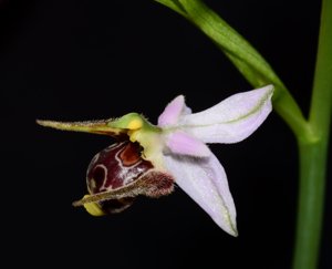 Ophrys apifera