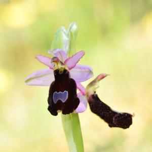 Ophrys bertolonii