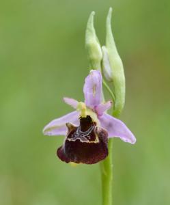 Ophrys holosericea subsp. holosericea