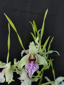 Dendrobium stratiotes