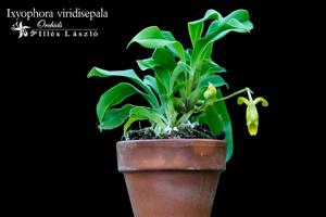 Ixyophora viridisepala