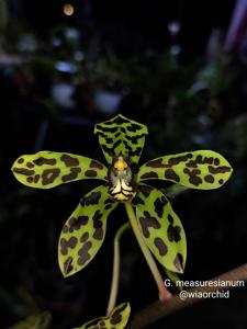 Grammatophyllum measuresianum