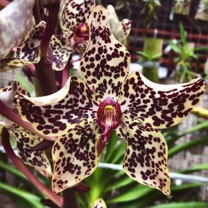 Grammatophyllum wallisii