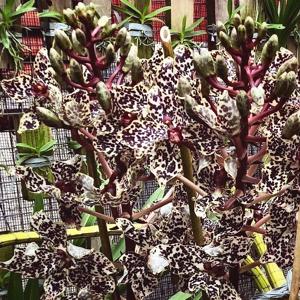 Grammatophyllum wallisii