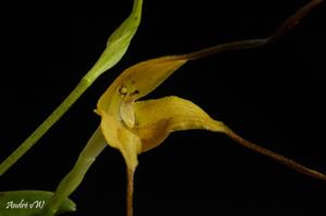 Masdevallia discolor