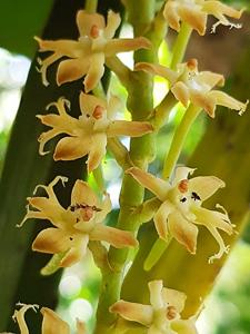 Tridactyle bicaudata