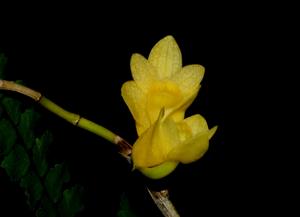 Dendrobium subclausum var. pandanicola