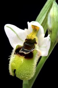 Ophrys tenthredinifera