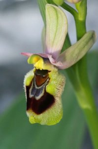 Ophrys tenthredinifera