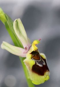 Ophrys tenthredinifera