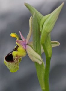 Ophrys tenthredinifera