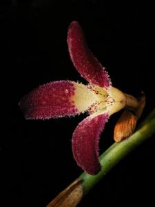 Restrepiella ophiocephala