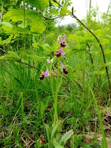 Ophrys fuciflora