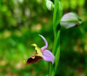 Ophrys fuciflora