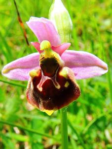 Ophrys fuciflora