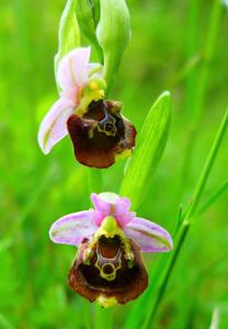 Ophrys fuciflora