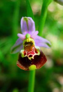 Ophrys fuciflora