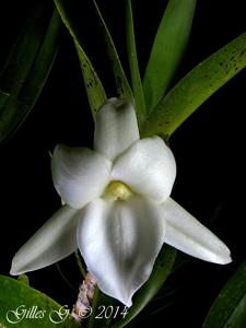 Angraecum sororium