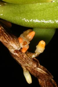 Bulbophyllum schillerianum