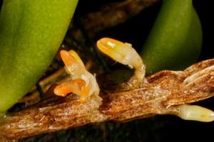 Bulbophyllum schillerianum