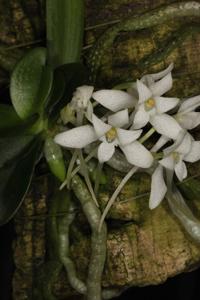 Mystacidium brayboniae