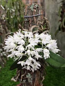 Mystacidium brayboniae