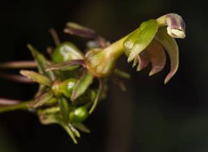 Oliveriana lehmannii