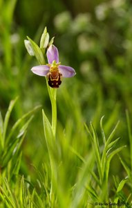 Ophrys apifera