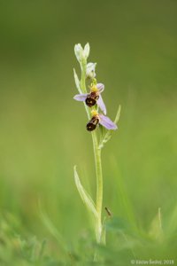 Ophrys apifera