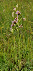 Ophrys apifera
