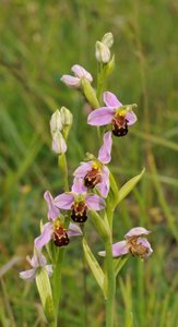 Ophrys apifera