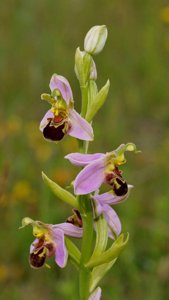 Ophrys apifera