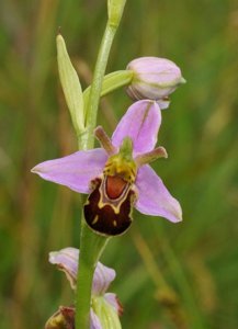 Ophrys apifera