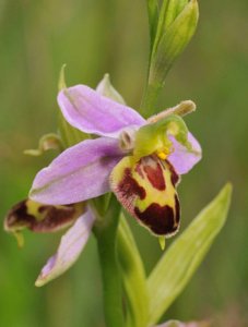 Ophrys apifera