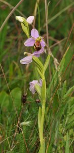 Ophrys apifera