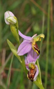 Ophrys apifera