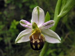 Ophrys apifera