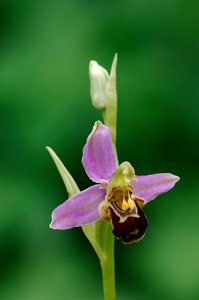 Ophrys apifera