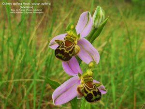 Ophrys apifera
