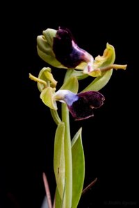 Ophrys fusca subsp. durieui