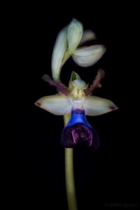 Ophrys fusca subsp. durieui
