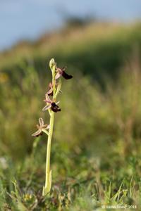 Ophrys bertolonii