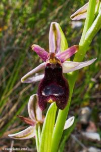 Ophrys bertolonii