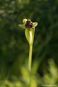 Ophrys bombyliflora