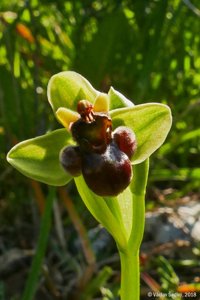 Ophrys bombyliflora