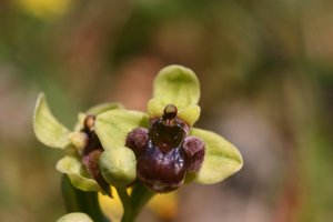 Ophrys bombyliflora
