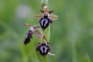 Ophrys cretica