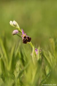 Ophrys fuciflora