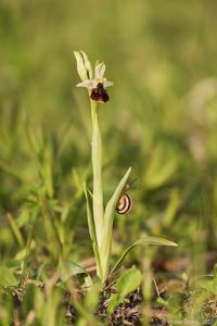 Ophrys fuciflora